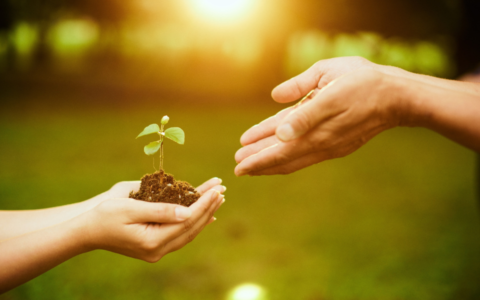 Planting the seed of a compassion practice.